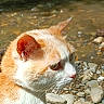 Paulette a rejoint le concours — aidez-le/la à gagner de superbes lots ! cat, animal, pet, close_up, side_profile, ginger_cat, white_cat, whiskers, ears, outdoor, nature, stream, rocks, water, daylight, curious, feline, mammal, portrait, focus
