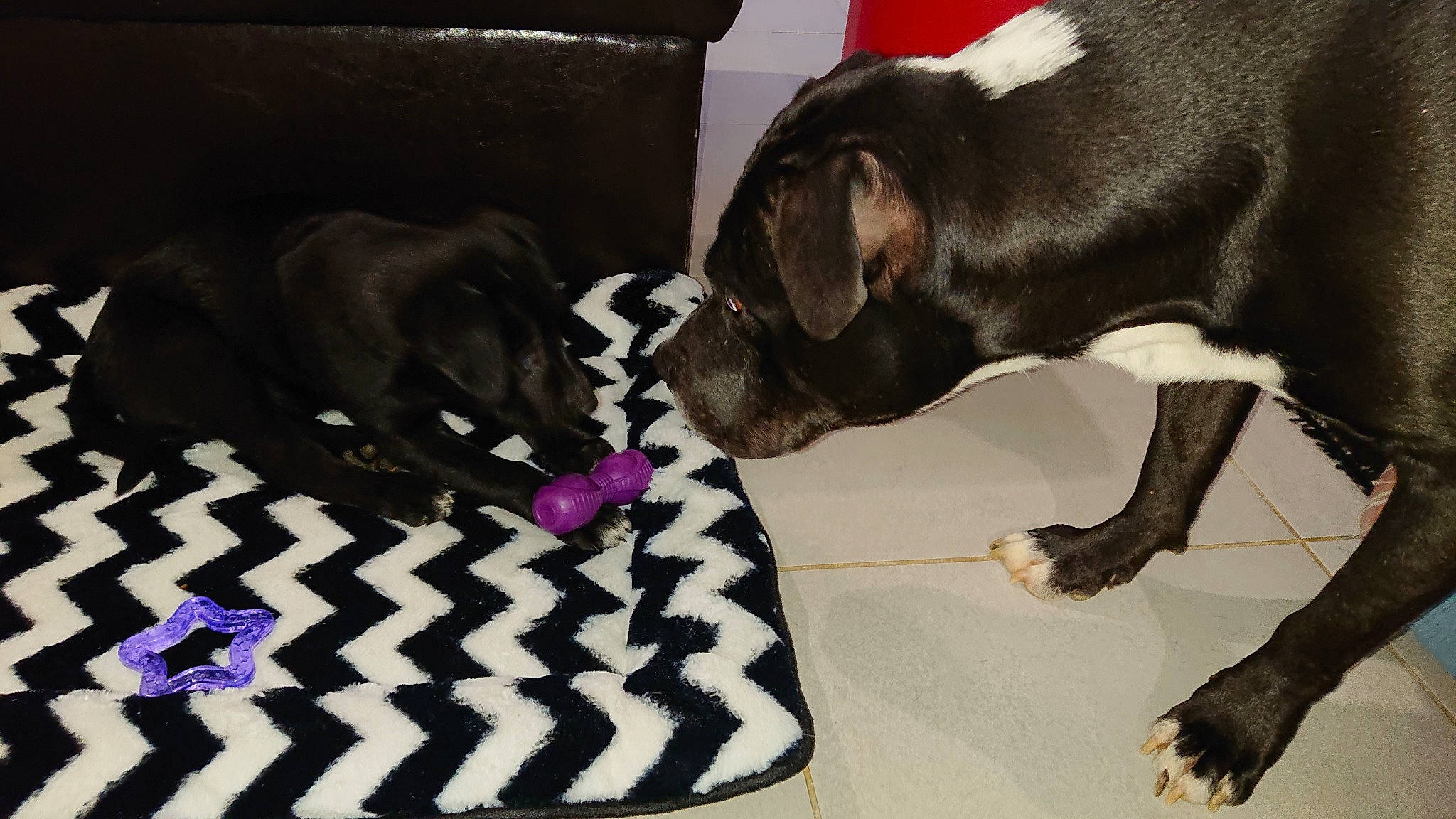 Twister a rejoint le concours — aidez-le/la à gagner de superbes lots ! boston_terrier, canidae, carnivore, companion_dog, dog, dog_breed, fawn, french_bulldog, mammal, non_sporting_group, puppy, snout, sporting_group, vertebrate