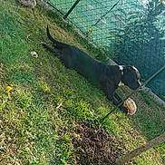 Twister participe au concours pour gagner de l'argent avec cette photo : dog, black_dog, grass, ball, outdoor, fence, sunlight, pet, playful, yard, greenery, plant, nature, animal, chewing, resting, daylight, tree, shadows, quiet