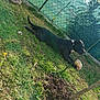 dog, black_dog, grass, ball, outdoor, fence, sunlight, pet, playful, yard, greenery, plant, nature, animal, chewing, resting, daylight, tree, shadows, quiet