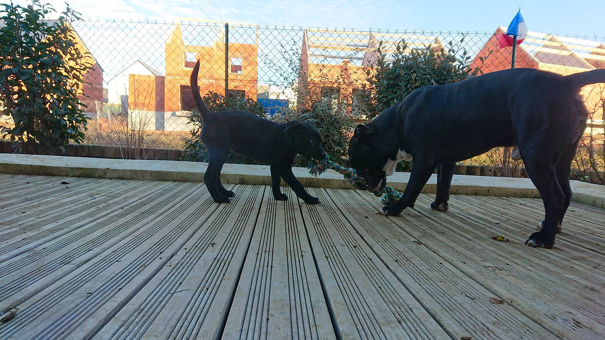 Laya a rejoint le concours — aidez-le/la à gagner de superbes lots ! canidae, carnivore, dog, dog_breed, fawn, guard_dog, labrador_retriever, non_sporting_group, sporting_group