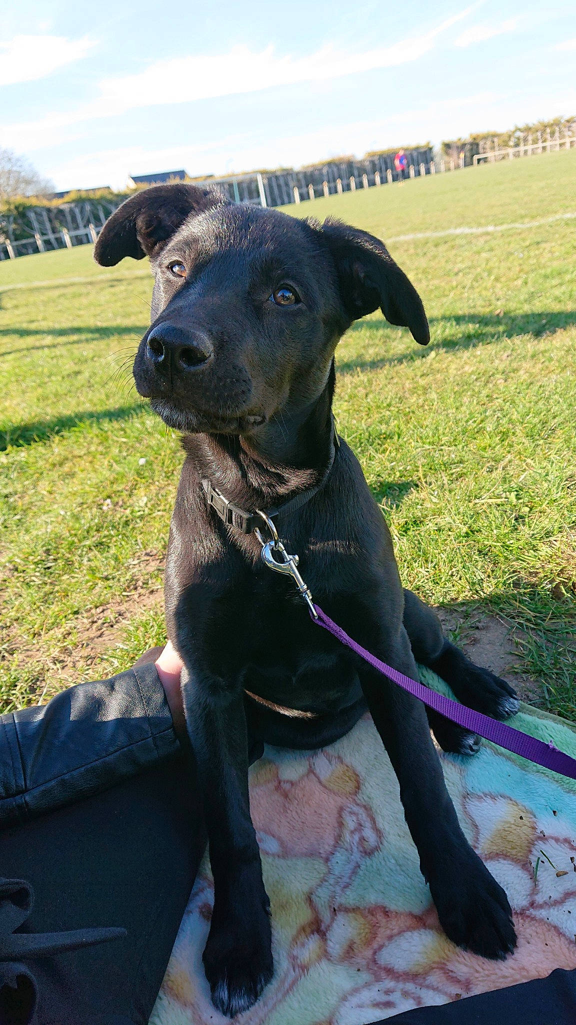 Laya a rejoint le concours — aidez-le/la à gagner de superbes lots ! blue_lacy, borador, canidae, canis_panther, carnivore, dog, dog_breed, gladiolus, great_dane, greyhound, guard_dog, hunting_dog, labrador_retriever, mammal, non_sporting_group, patterdale_terrier, rare_breed_dog, snout, sporting_group, vertebrate