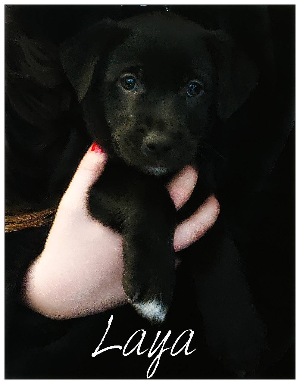 Laya a rejoint le concours — aidez-le/la à gagner de superbes lots ! beagador, borador, canidae, carnivore, companion_dog, dog, dog_breed, labrador_retriever, mammal, patterdale_terrier, photo_caption, photography, puggle, puppy, rare_breed_dog, retriever, sporting_group, vertebrate