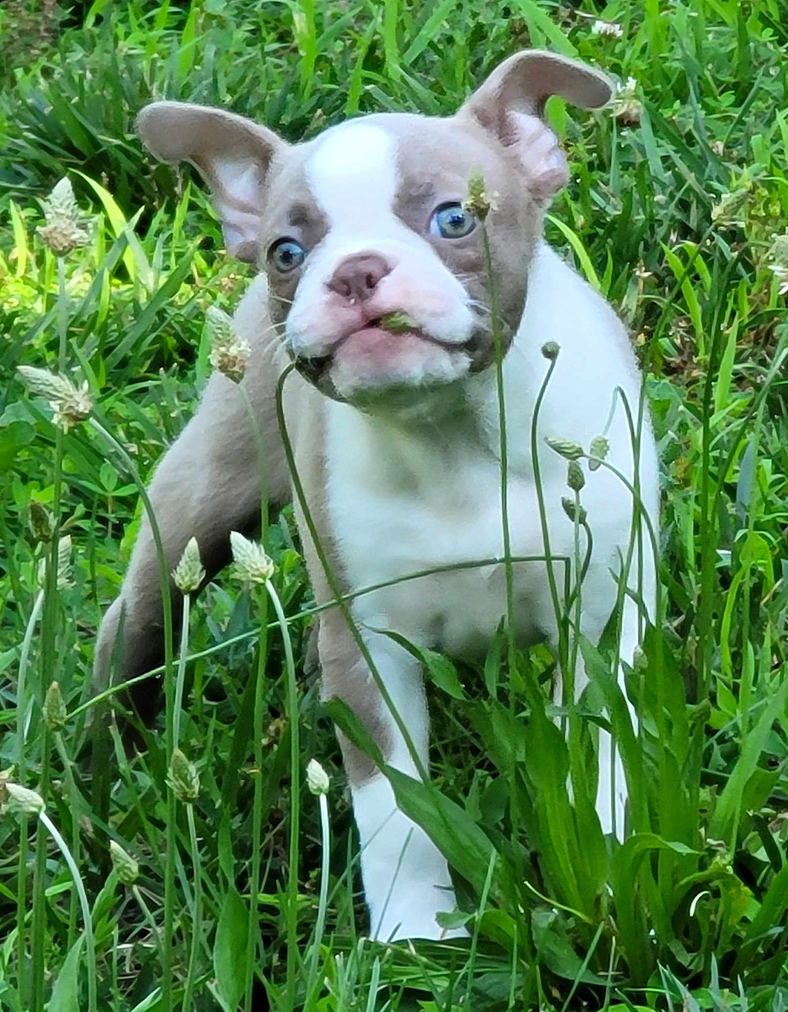 Sully