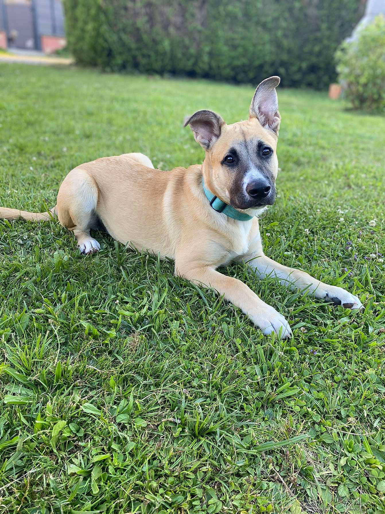 Scar a rejoint le concours — aidez-le/la à gagner de superbes lots ! canidae, carnivore, collar, companion_dog, dog, dog_breed, dog_collar, dog_supply, fawn, garden, grass, groundcover, lawn, plant, snout, sporting_group, tail, terrier, toy_dog, tree