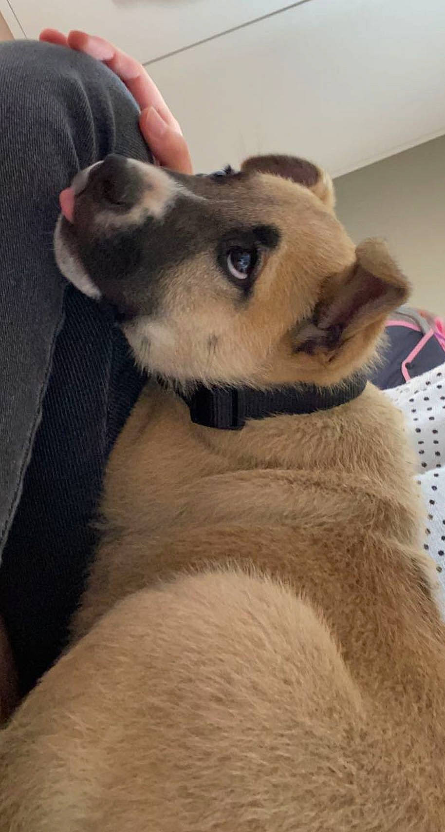 Scar a rejoint le concours — aidez-le/la à gagner de superbes lots ! canidae, carnivore, collar, companion_dog, dog, dog_breed, eye, eyelash, fawn, felidae, fur, non_sporting_group, puppy, small_to_medium_sized_cats, snout, sporting_group, tail, terrestrial_animal, whiskers, working_animal