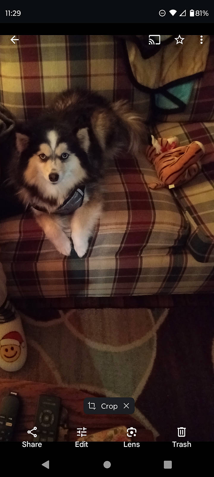 Navi joined the competition — help win amazing prizes! animal, baseball, baseballglove, bodypart, canine, chair, clothing, couch, cushion, dog, eskimodog, finger, furniture, glove, hand, husky, person, pet, puppy, sport