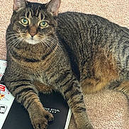 Sunflower is registered to the contest to win money with this photo: animal, carpet, cat, closeup, curious, domestic_cat, feline, fur, green_eyes, indoor, laying_down, mammal, notebook, paw, pet, relaxed, resting, striped_fur, tabby_cat, whiskers