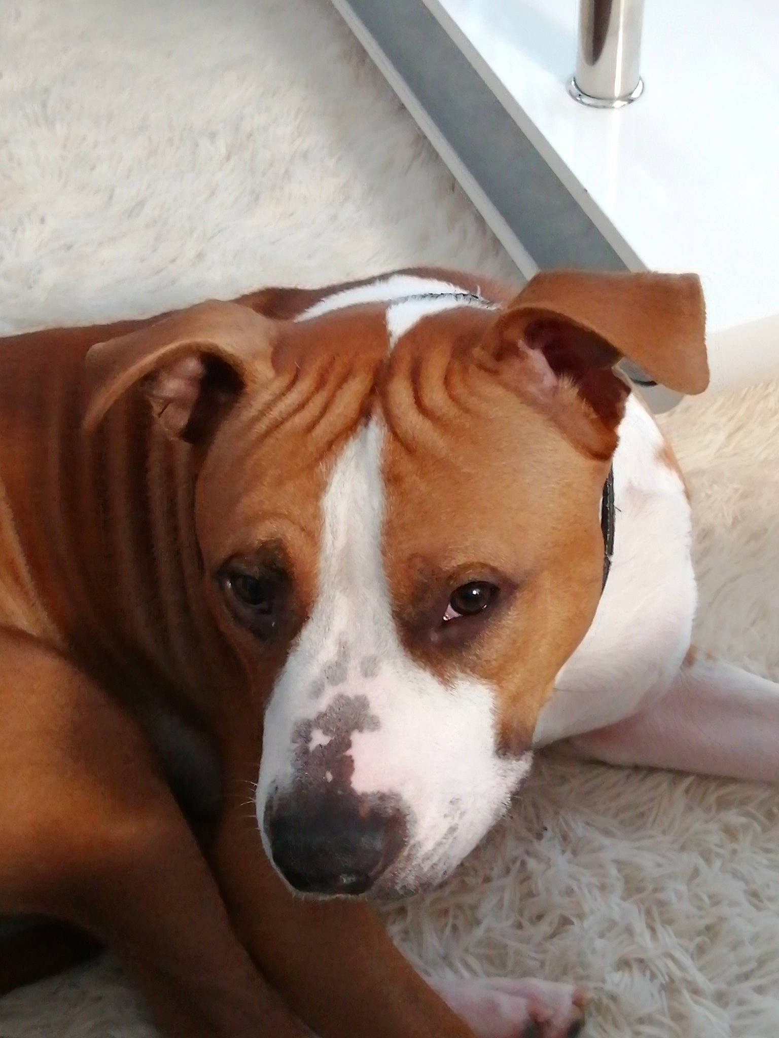 Boss a rejoint le concours — aidez-le/la à gagner de superbes lots ! american_pit_bull_terrier, american_staffordshire_terrier, canidae, carnivore, companion_dog, dog, dog_breed, ear, fawn, mammal, non_sporting_group, nose, pit_bull, puppy, rare_breed_dog, snout, sporting_group, staffordshire_bull_terrier, terrier, vertebrate