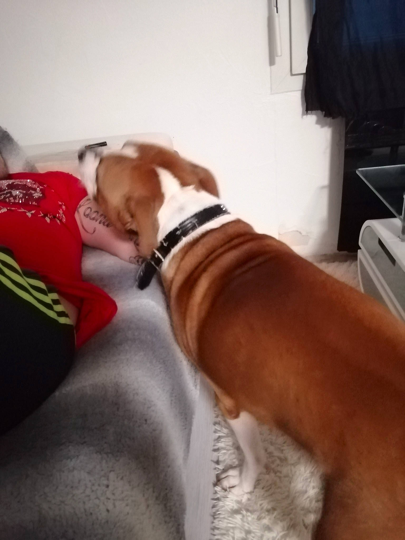 Boss participe au concours pour gagner de l'argent avec cette photo : canidae, carnivore, companion_dog, dog, dog_breed, ear, fawn, muscle, non_sporting_group, olde_english_bulldogge