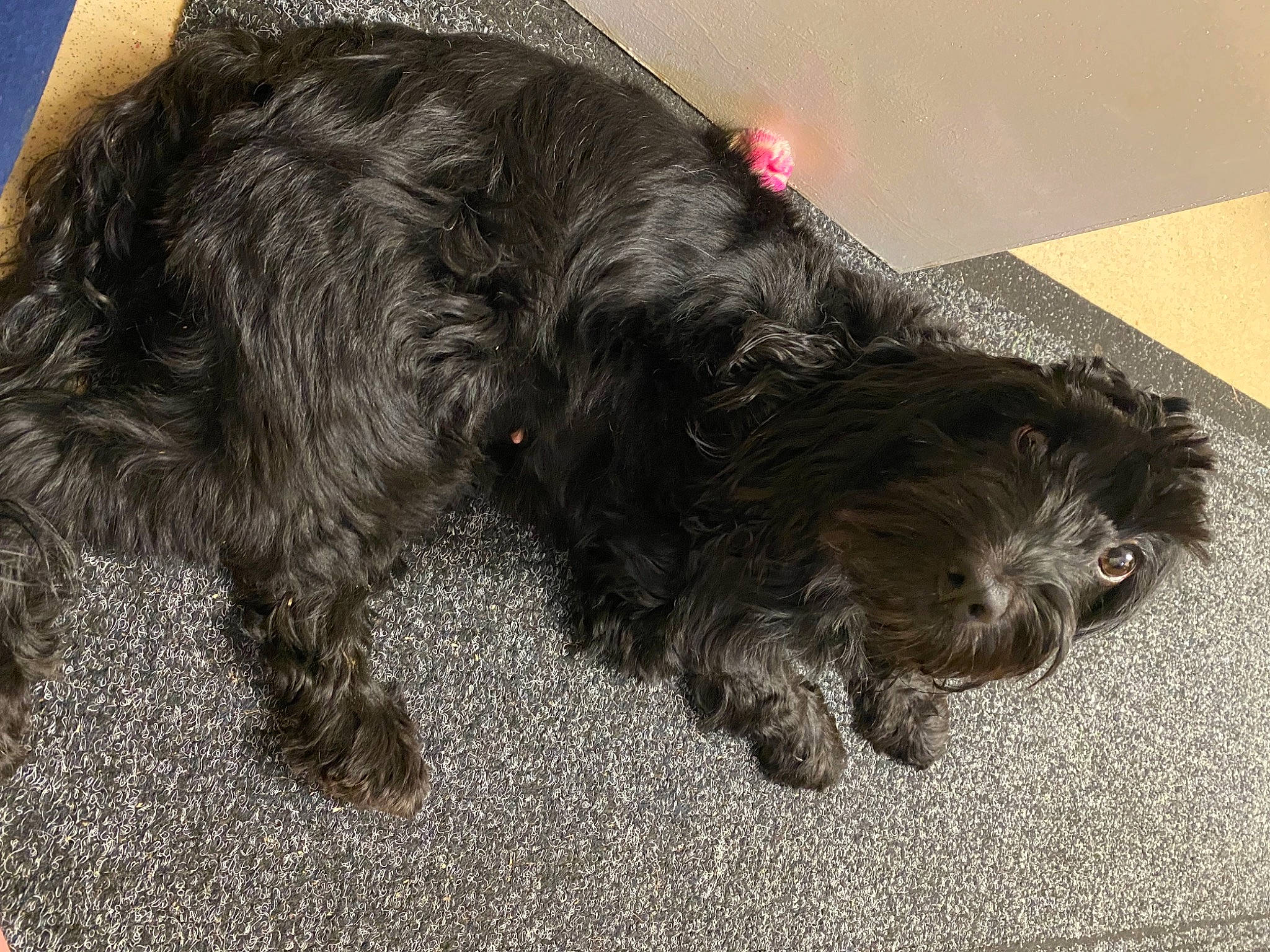 Muppet joined the competition — help win amazing prizes! canidae, carnivore, cocker_spaniel, collar, companion_dog, dog, dog_breed, dog_collar, foot, fur, liver, paw, snout, spaniel, sporting_group, tail, terrier, toy_dog, water_dog, working_animal