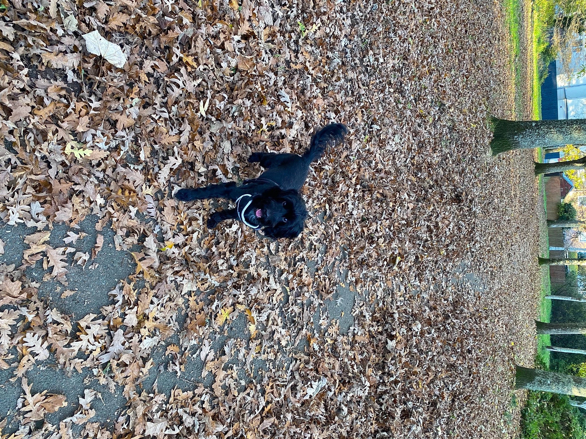 Muppet joined the competition — help win amazing prizes! art, asphalt, bird, cobblestone, electric_blue, flooring, grass, groundcover, landscape, leaf, perching_bird, plant, road, road_surface, rock, shadow, shrub, soil, tar, wing