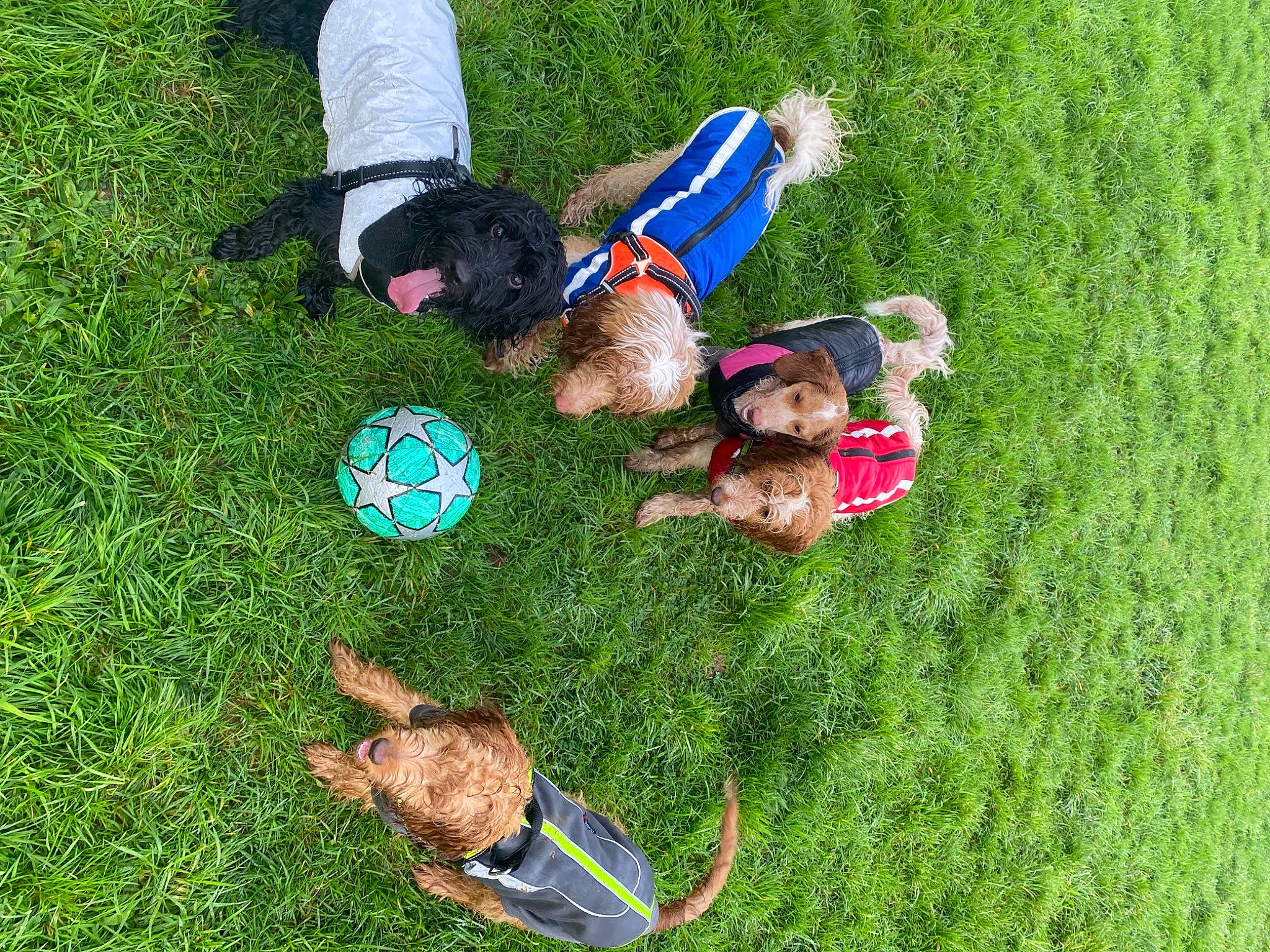 Muppet is registered to the contest to win money with this photo: dog, event, fun, garden, grass, grass_family, grassland, groundcover, jeans, lawn, leisure, people_in_nature, plant, play, recreation, shoe, soil, sporting_group, toddler, toy