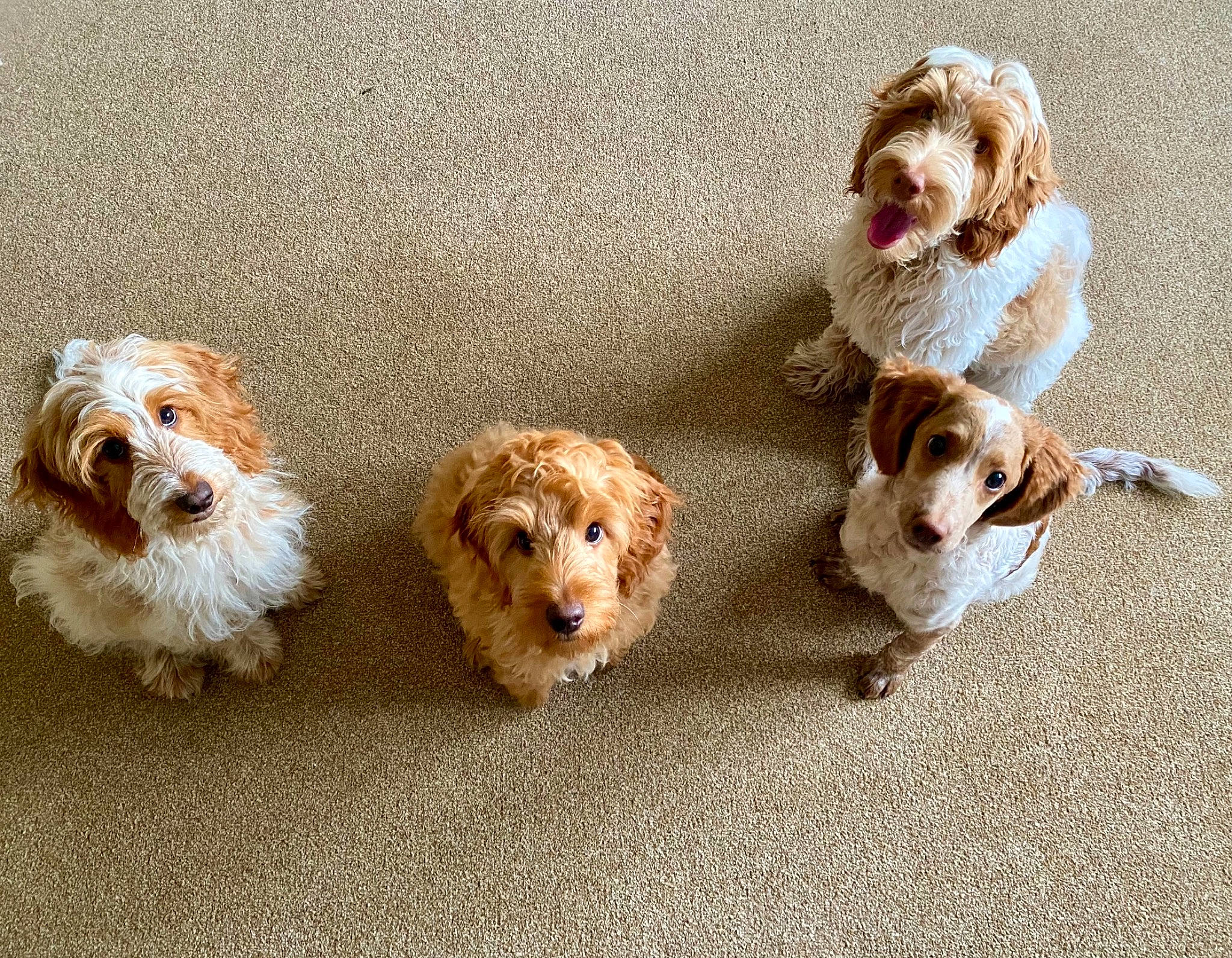 Muppet joined the competition — help win amazing prizes! canidae, carnivore, companion_dog, dog, dog_breed, dog_collar, dog_supply, fashion_accessory, fawn, fur, liver, non_sporting_group, paw, puppy, snout, sporting_group, tail, toy, toy_dog, working_animal