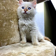 Steve joined the competition — help win amazing prizes! animal, beige, blue_eyes, cat, cat_tree, cozy, curious, cute, ears, feline, fluffy, fur, indoor, kitten, looking, paws, pet, sitting, whiskers, young