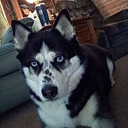 Bella Service Dog joined the competition — help win amazing prizes! dog, siberian_husky, indoor, carpet, blue_eyes, pet, animal, living_room, furniture, lamp, sofa, wooden_cabinet, brick_wall, household, domestic, canine, ears, snout, lying_down, close_up