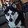 Bella Service Dog