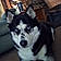 Bella Service Dog