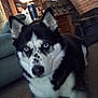 dog, siberian_husky, indoor, carpet, blue_eyes, pet, animal, living_room, furniture, lamp, sofa, wooden_cabinet, brick_wall, household, domestic, canine, ears, snout, lying_down, close_up