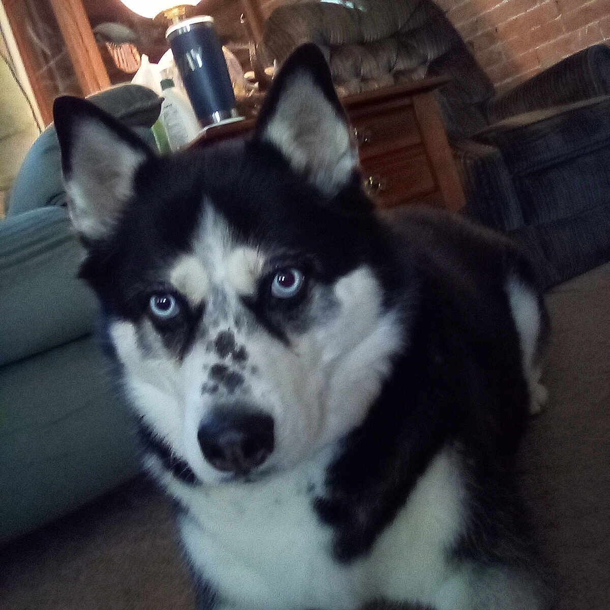 Bella Service Dog joined the competition — help win amazing prizes! animal, blue_eyes, brick_wall, canine, carpet, close_up, dog, domestic, ears, furniture, household, indoor, lamp, living_room, lying_down, pet, siberian_husky, snout, sofa, wooden_cabinet