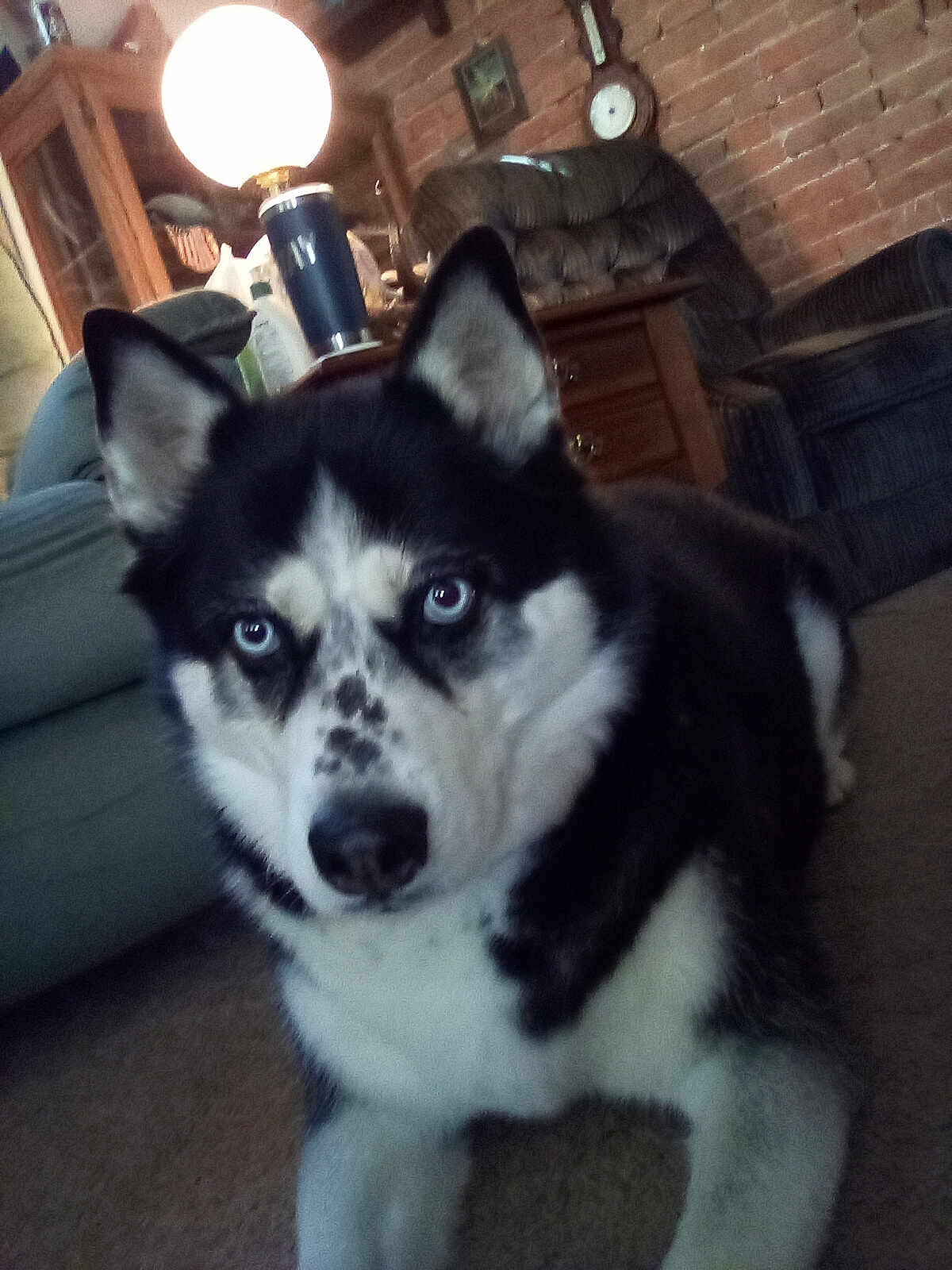 Bella Service Dog joined the competition — help win amazing prizes! dog, siberian_husky, indoor, carpet, blue_eyes, pet, animal, living_room, furniture, lamp, sofa, wooden_cabinet, brick_wall, household, domestic, canine, ears, snout, lying_down, close_up