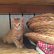 Neville is registered to the contest to win money with this photo: kitten, orange_cat, blue_eyes, woven_basket, woven_surface, red_checkered_cloth, wooden_shelf, indoor, pet, young_cat, feline, curious, fur, small_animal, resting, domestic_animal, cute, sitting, closeup, home