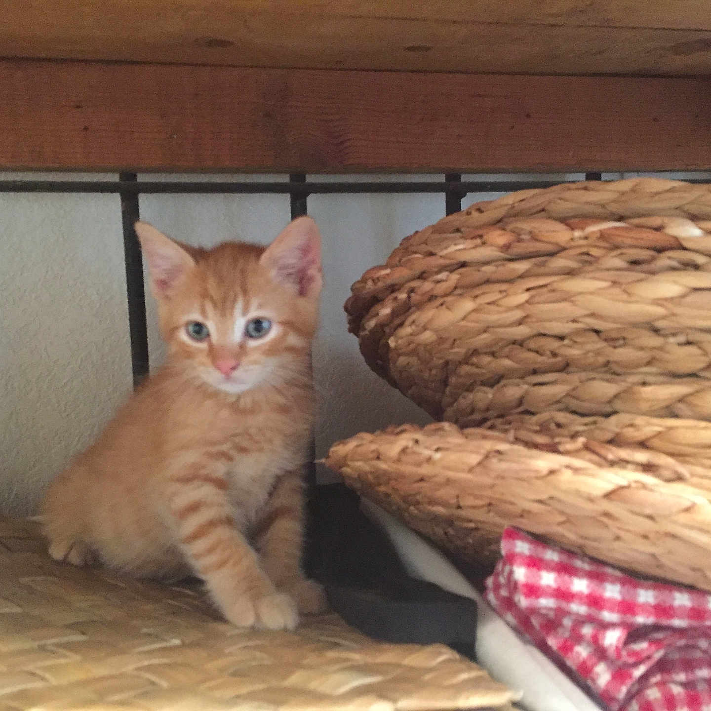 Neville is registered to the contest to win money with this photo: blue_eyes, closeup, curious, cute, domestic_animal, feline, fur, home, indoor, kitten, orange_cat, pet, red_checkered_cloth, resting, sitting, small_animal, wooden_shelf, woven_basket, woven_surface, young_cat