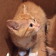 Socks is registered to the contest to win money with this photo: kitten, cat, orange_cat, white_paws, fur, pet, animal, cardboard_box, indoor, cute, small, young, curious, feline, whiskers, ears, paws, closeup, soft, brown