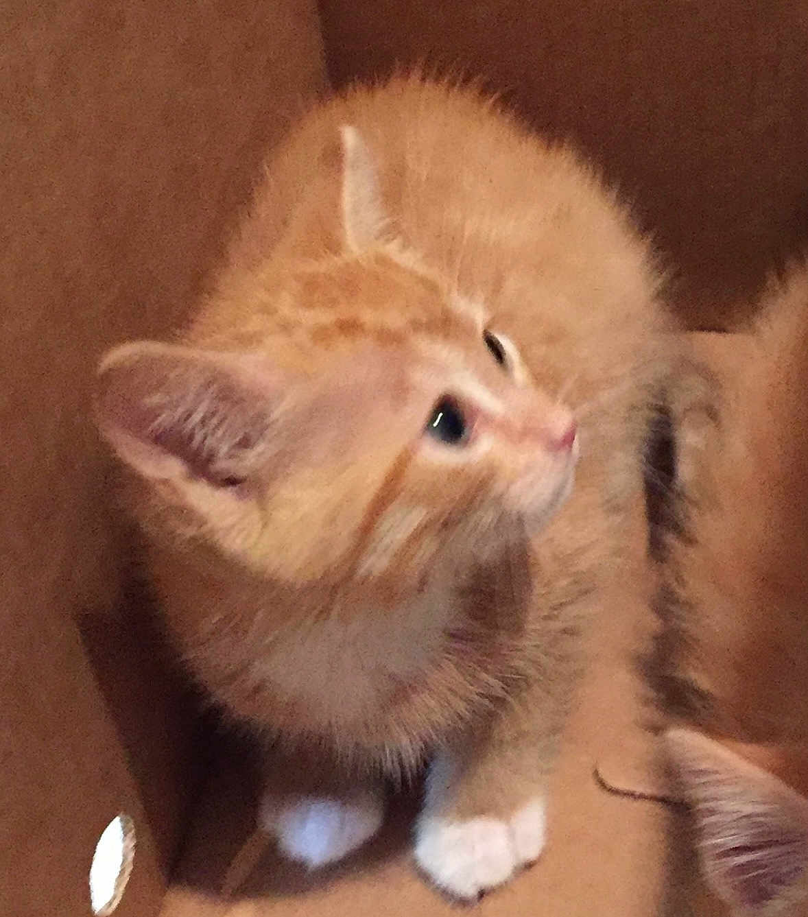 Socks is registered to the contest to win money with this photo: kitten, cat, orange_cat, white_paws, fur, pet, animal, cardboard_box, indoor, cute, small, young, curious, feline, whiskers, ears, paws, closeup, soft, brown