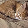 Socks joined the competition — help win amazing prizes! kitten, cat, sleeping, ginger_cat, fur, pet, animal, cute, cozy, resting, tail, whiskers, soft, indoor, closeup, feline, young, nap, bed, comfort