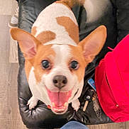 Jack Jack is registered to the contest to win money with this photo: dog, small_dog, happy, open_mouth, ears, leather_couch, keys, red_backpack, indoor, wood_floor, pet, animal, looking_up, tongue, brown_and_white, excited, close_up, companion, cute, friendly