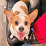 dog, small_dog, happy, open_mouth, ears, leather_couch, keys, red_backpack, indoor, wood_floor, pet, animal, looking_up, tongue, brown_and_white, excited, close_up, companion, cute, friendly