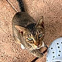 Olivia is registered to the contest to win money with this photo: cat, tabby, green_eyes, paw, curious, looking_up, outdoor, stone_floor, shoe, white_shoe, pet, animal, whiskers, ears, tail, close_up, texture, footwear, domestic_cat, feline