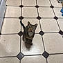 Olivia joined the competition — help win amazing prizes! cat, tabby_cat, pet, indoor, floor, tile_floor, kitchen, animal, looking_up, curious, whiskers, tail, four_legs, feline, domestic_animal, paws, ears, muzzle, brown, white