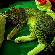 Olivia is registered to the contest to win money with this photo: cat, sleeping, tabby, paw, blanket, cushion, plush_toy, green, cozy, indoor, pet, fur, whiskers, relaxed, resting, animal, cute, domestic, napping, soft