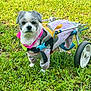 dog, wheelchair, grass, outdoor, pet, animal, canine, mobility_aid, wheel, bench, greenery, cute, small_dog, disabled_pet, nature, daylight, fur, paws, pet_clothing, standing