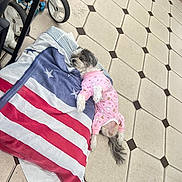 Chuchi is registered to the contest to win money with this photo: dog, pajamas, pink, floor, tile, pillow, american_flag, towel, paw, tail, stroller_wheel, foot, indoor, pet, relaxed, lying_down, pattern, small_dog, home, casual