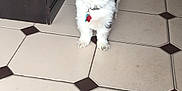 Chuchi joined the competition — help win amazing prizes! dog, pet, indoor, floor, tile, cabinet, black_and_white, fur, collar, tag, small_dog, curious, standing, domestic_animal, home, cute, animal, companion, looking, household