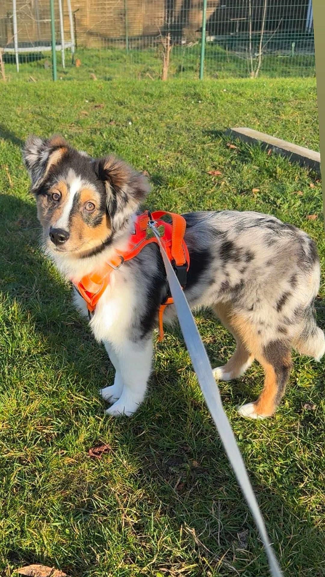 Aïko participe au concours pour gagner de l'argent avec cette photo : dog, grass, leash, orange_harness, outdoor, pet, canine, fence, garden, curious, animal, walking, summer, sunlight, ears, spot, black_and_white, brown, white, fluffy