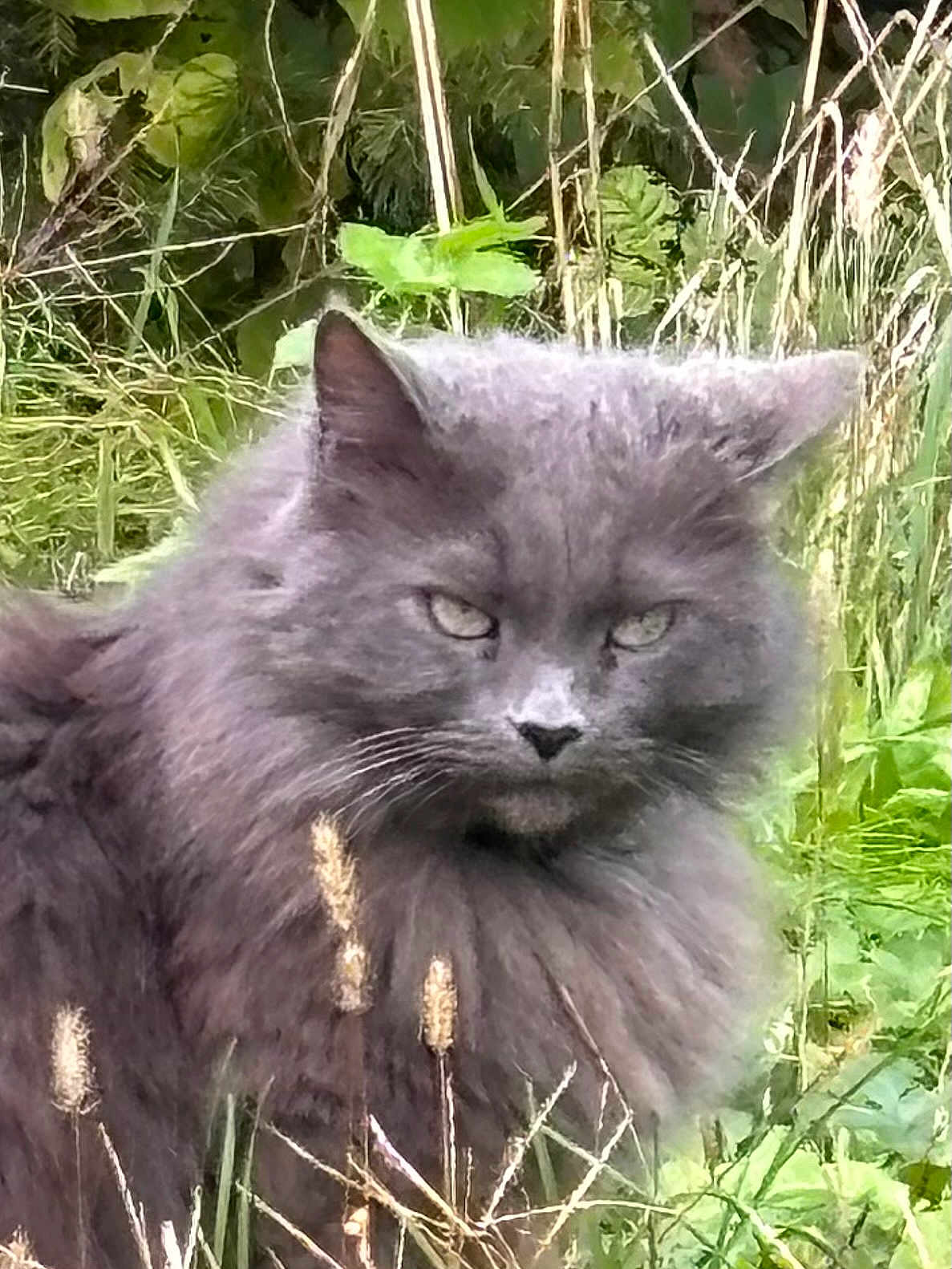 Nina