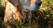 Panache participe au concours pour gagner de l'argent avec cette photo : dog, golden_retriever, pet, animal, canine, fluffy, long_hair, golden_coat, portrait, close_up, outdoors, forest, woodland, nature, underbrush, trees, greenery, sunlight, looking_sideways, peaceful
