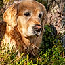 dog, golden_retriever, pet, animal, canine, portrait, close_up, long_hair, fluffy, golden_fur, brown_eyes, nose, outdoors, forest, woodland, tree, foliage, undergrowth, nature, sunlight