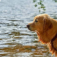 Panache participe au concours pour gagner de l'argent avec cette photo : dog, golden_retriever, wet_fur, water, lake, outdoors, animal, pet, portrait, profile, side_view, golden_fur, collar, harness, reflection, ripples, sunlight, nature, close_up, peaceful