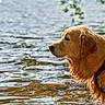 dog, golden_retriever, wet_fur, water, lake, outdoors, animal, pet, portrait, profile, side_view, golden_fur, collar, harness, reflection, ripples, sunlight, nature, close_up, peaceful