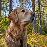 dog, golden_retriever, canine, pet, animal, portrait, outdoors, forest, woods, trees, nature, sunlight, golden_fur, long_hair, floppy_ears, brown_eyes, black_nose, sitting, closeup, wilderness