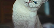 Voltaire participe au concours pour gagner de l'argent avec cette photo : cat, white_cat, blue_eyes, fluffy, fur, whiskers, ears, portrait, closeup, head_tilt, curious, adorable, pet, animal, sitting, indoor, soft_lighting, blurred_background, photography, cute