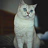 Voltaire a rejoint le concours — aidez-le/la à gagner de superbes lots ! cat, white_cat, blue_eyes, kitten, feline, fluffy, sitting, portrait, indoors, pet, animal, whiskers, ears, pink_nose, fur, cute, adorable, centered, soft_lighting, close_up