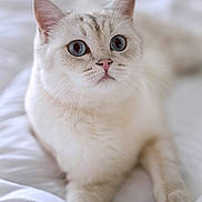 Voltaire participe au concours pour gagner de l'argent avec cette photo : cat, kitten, animal, pet, cream_fur, white_fur, blue_eyes, wide_eyes, whiskers, ears, face, portrait, closeup, sitting, bed, bedding, indoors, soft_lighting, fluffy, cute