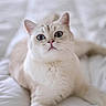 Voltaire a rejoint le concours — aidez-le/la à gagner de superbes lots ! cat, pet, feline, cream_colored, fluffy, shorthaired, blue_eyes, whiskers, ears, nose, animal, portrait, closeup, indoors, bed, bedding, white_background, relaxed, sitting, photography