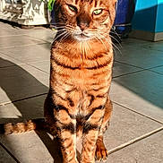 Upsilon participe au concours pour gagner de l'argent avec cette photo : animal, cat, close_up, ears, feline, fur, green_eyes, indoor, pet, plant, portrait, pot, relaxed, shadow, sitting, sunlight, tabby, tail, tile_floor, whiskers